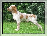 Wye woski krtkowosy, Bracco italiano